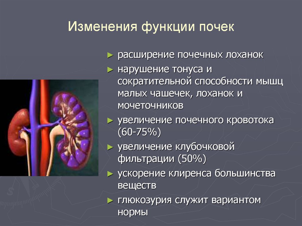 Функции почек презентация