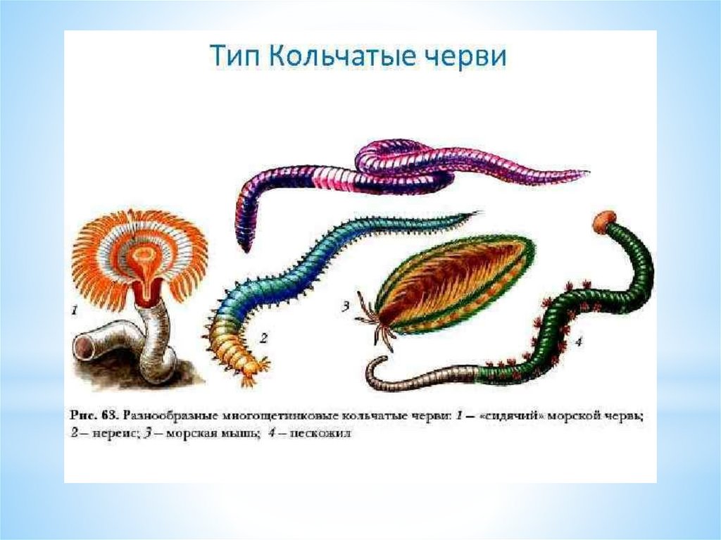 К типу кольчатых червей относится. Тип плоские круглые кольчатые черви. Тип круглые черви и кольчатые черви. Кольчатые черви черви представители. Представители кольчатых червей червей.