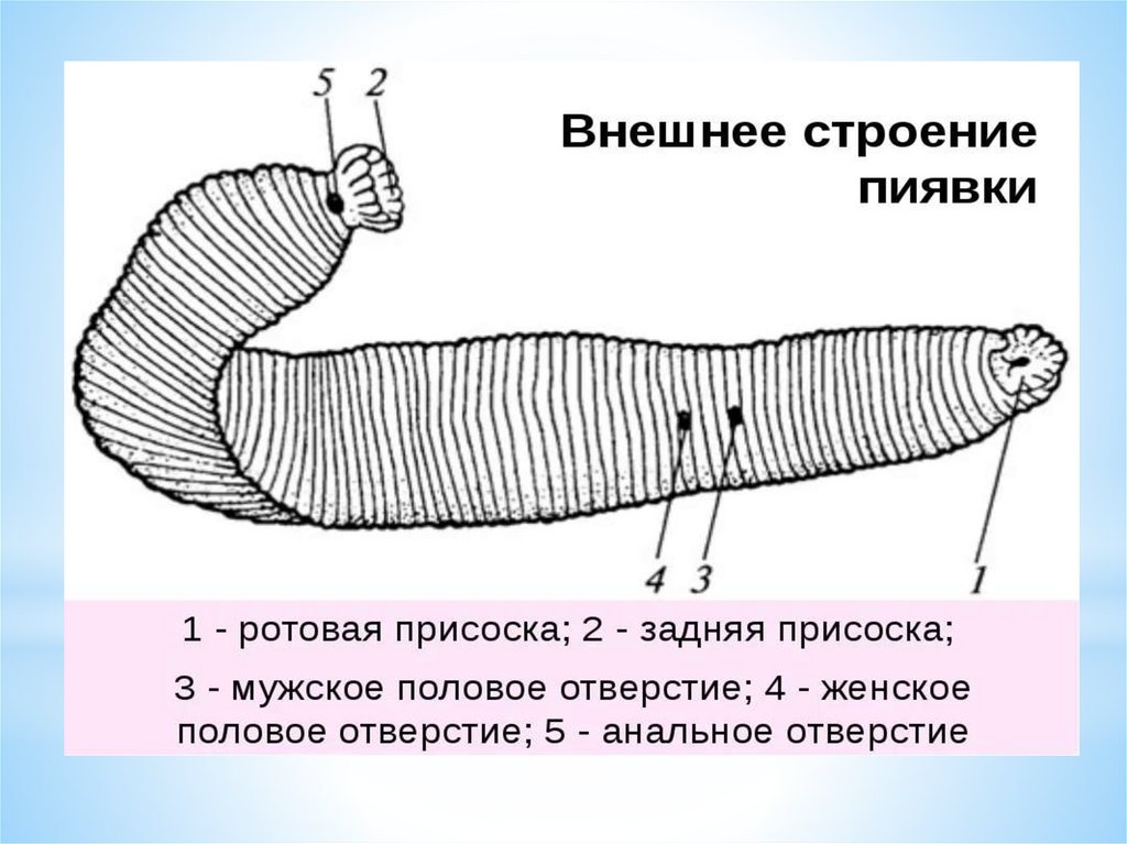 Слои кольчатых червей. Органы прикрепления кольчатых червей. Плоских, круглых и кольчатых червей. Анальное отверстие у кольчатых червей. Кольчатые черви строение.