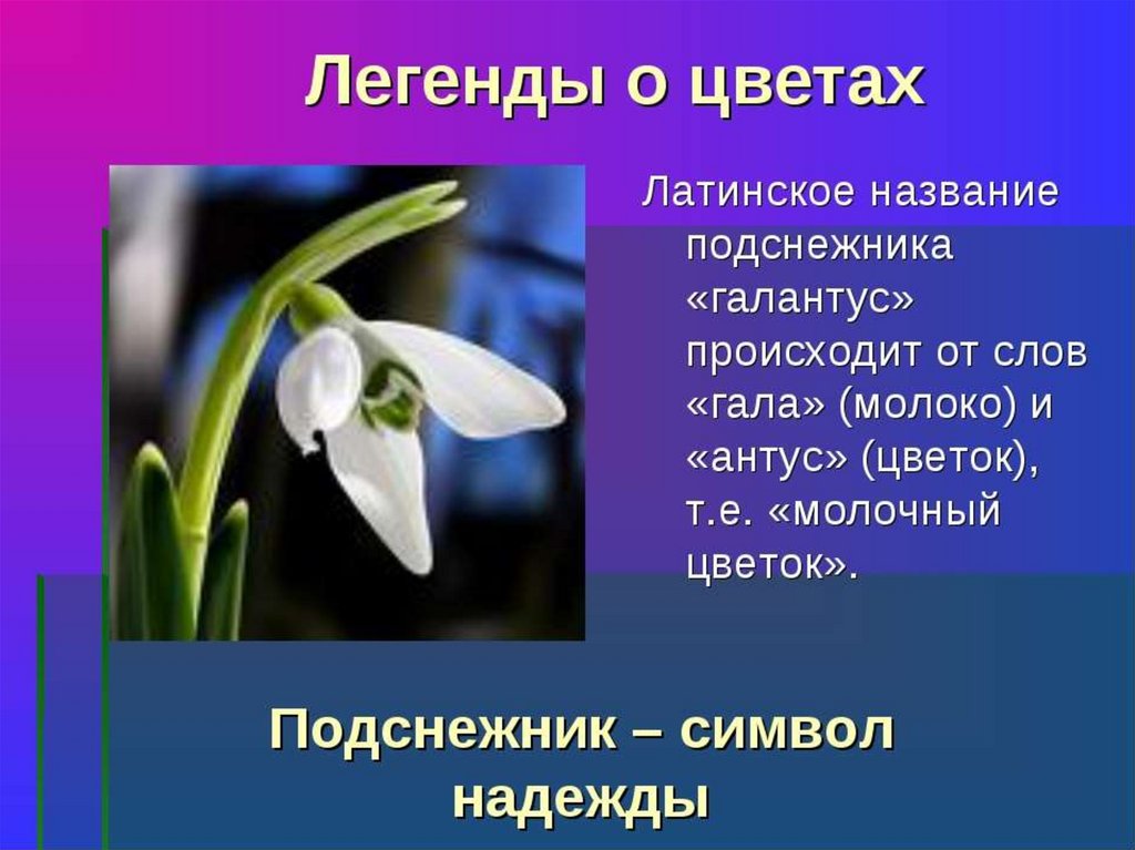 Презентация цветы 3 класс