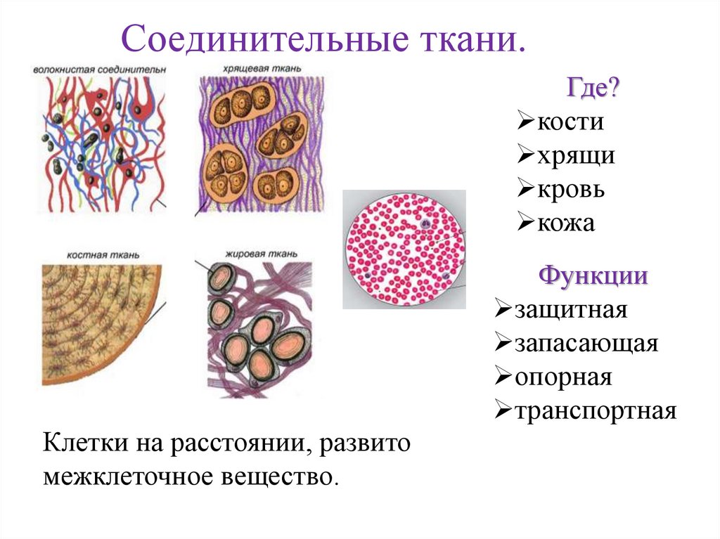 Соединительная ткань какие. Строение соединительной ткани животных. Соединительная ткань 5 класс биология. Соединенительнаяткань животных.