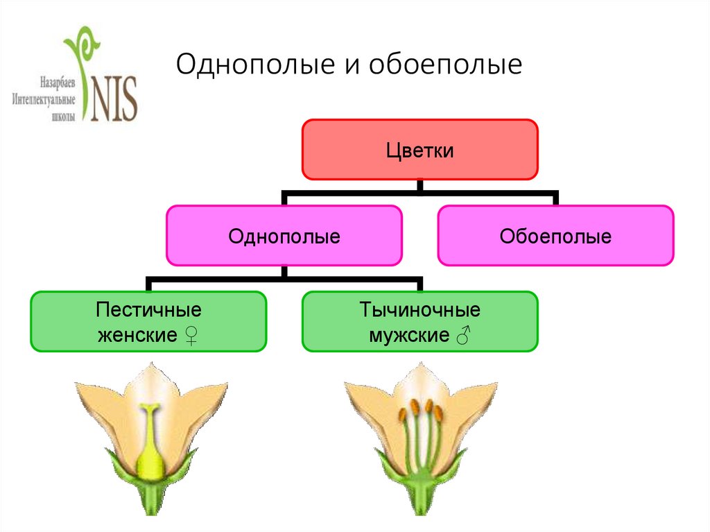 Обоеполыми называют. Цветки обоеполые и раздельнополые 6 класс биология. Однодомным двудомным обоеполым однополым. Схема обоеполого и раздельнополого цветка. Типы цветков обоеполые и раздельнополые.