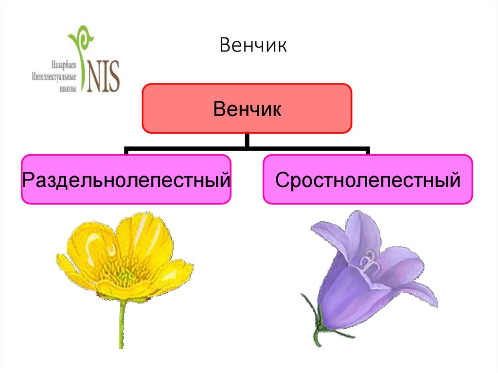 Презентация строение цветка виды опыления