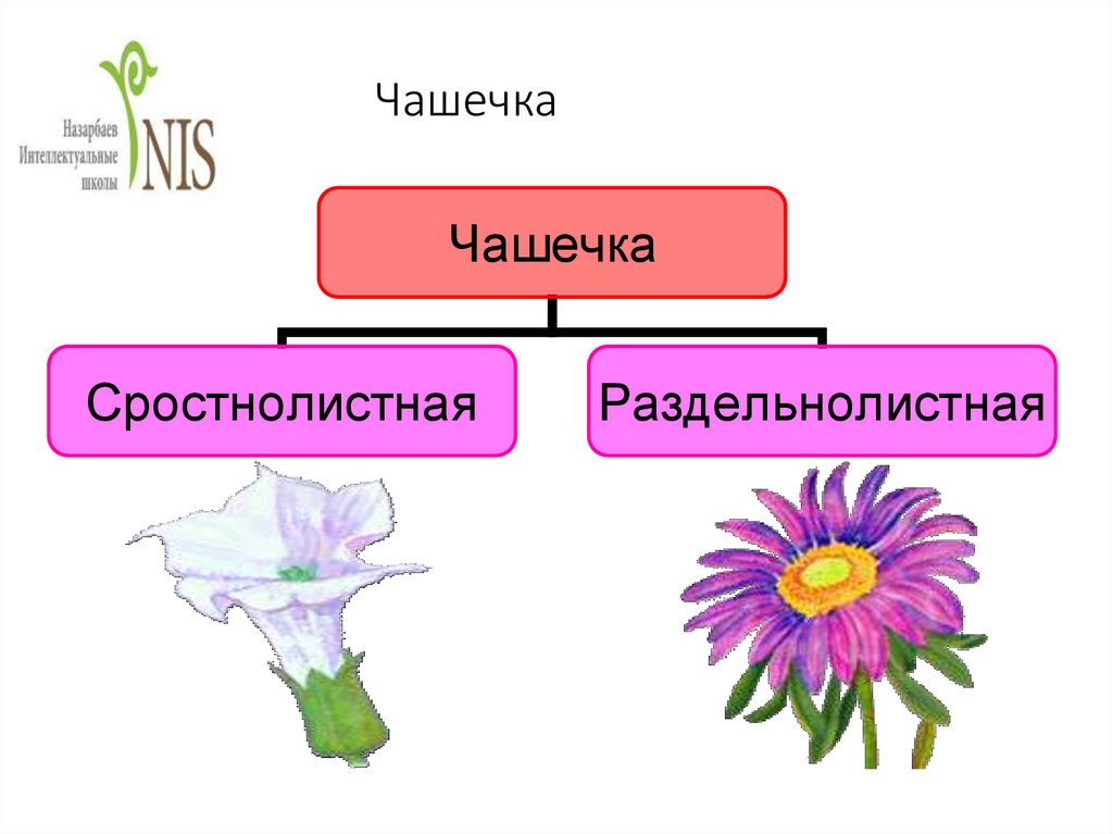 Презентация строение цветка виды опыления