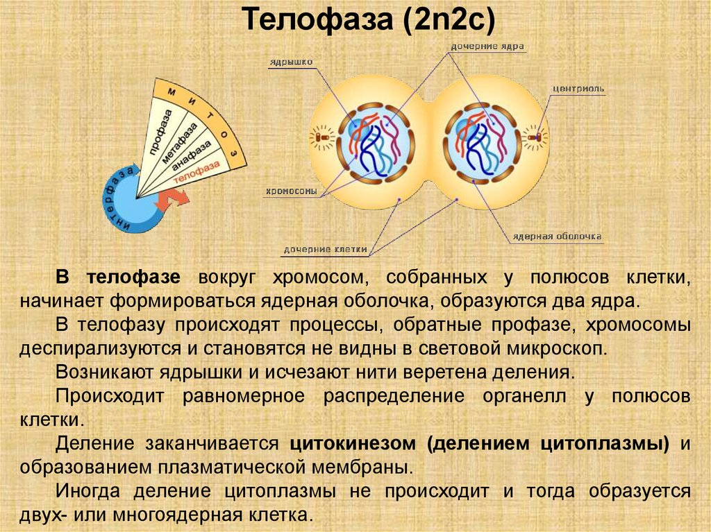 Телофаза 2n2c рисунок