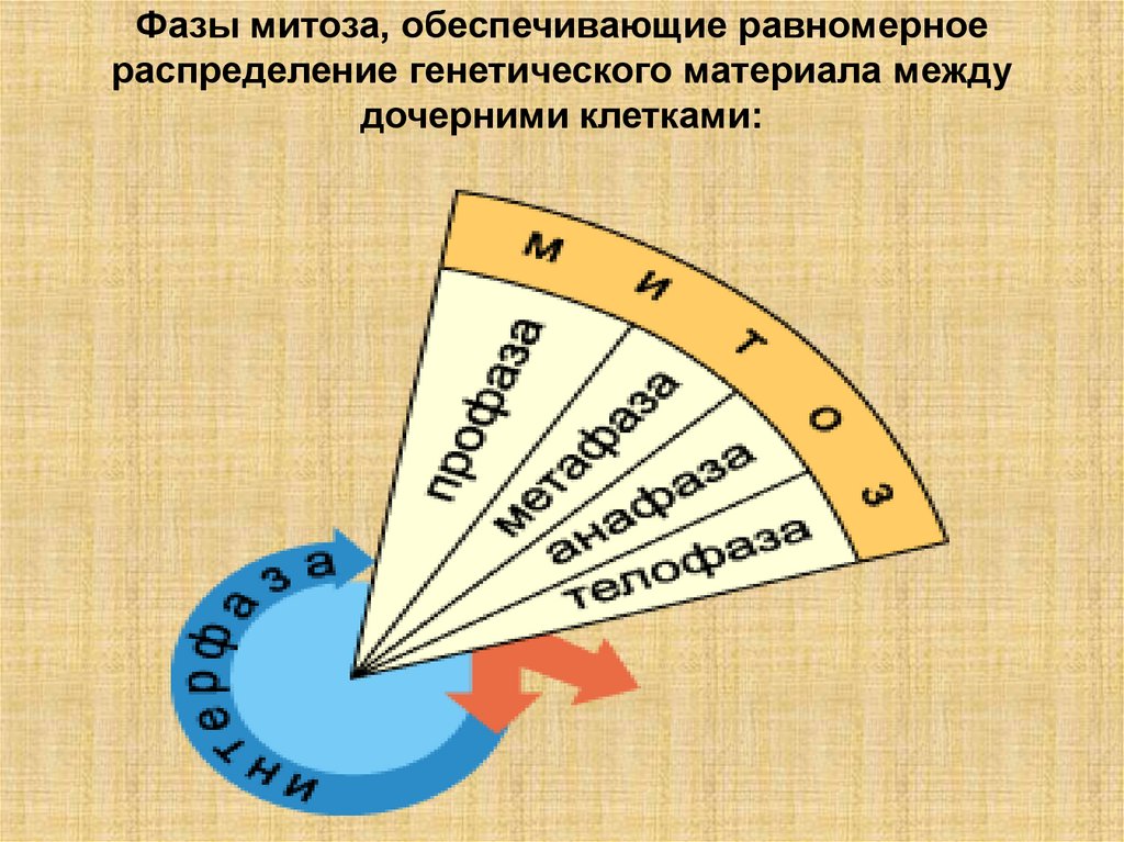 Фазы митоза, обеспечивающие равномерное распределение генетического материала между дочерними клетками: