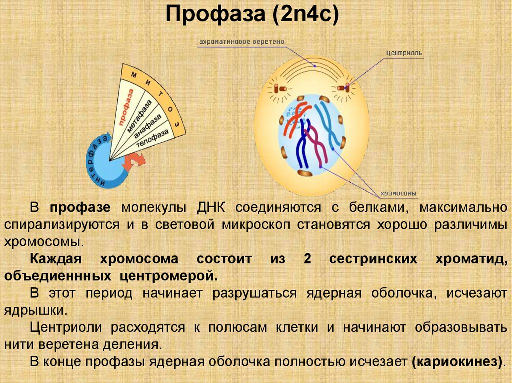 Профаза клетки