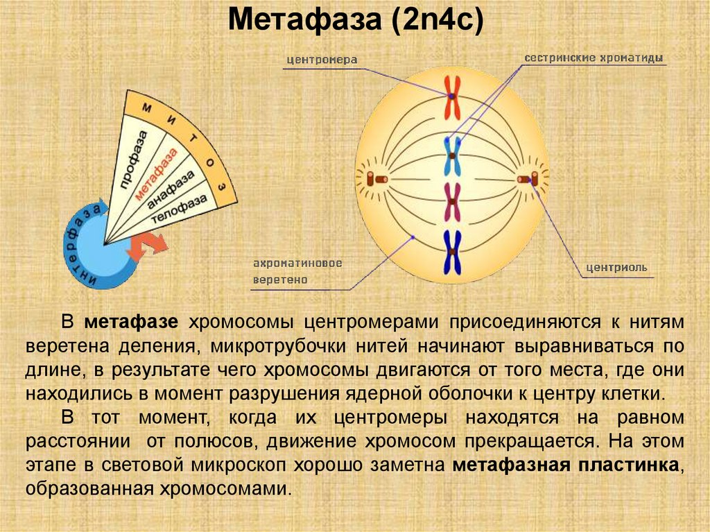 Метафаза ii. Метафаза протекающие процессы. Основные процессы метафазы. Метафаза 2 мейоза набор хромосом. Метафаза 2 набор хромосом.