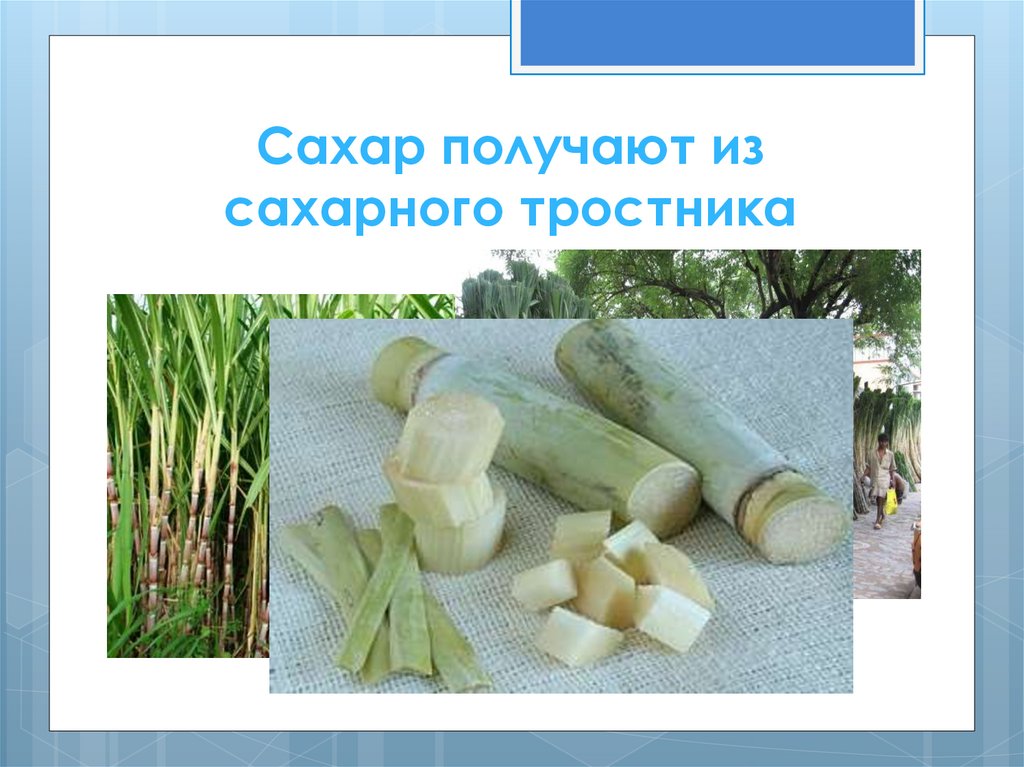 Сахарный тростник в россии. Из чего делают сахар. Из чего получают Сазар. Сахар из тростника. Сахар из сахарного тростника.