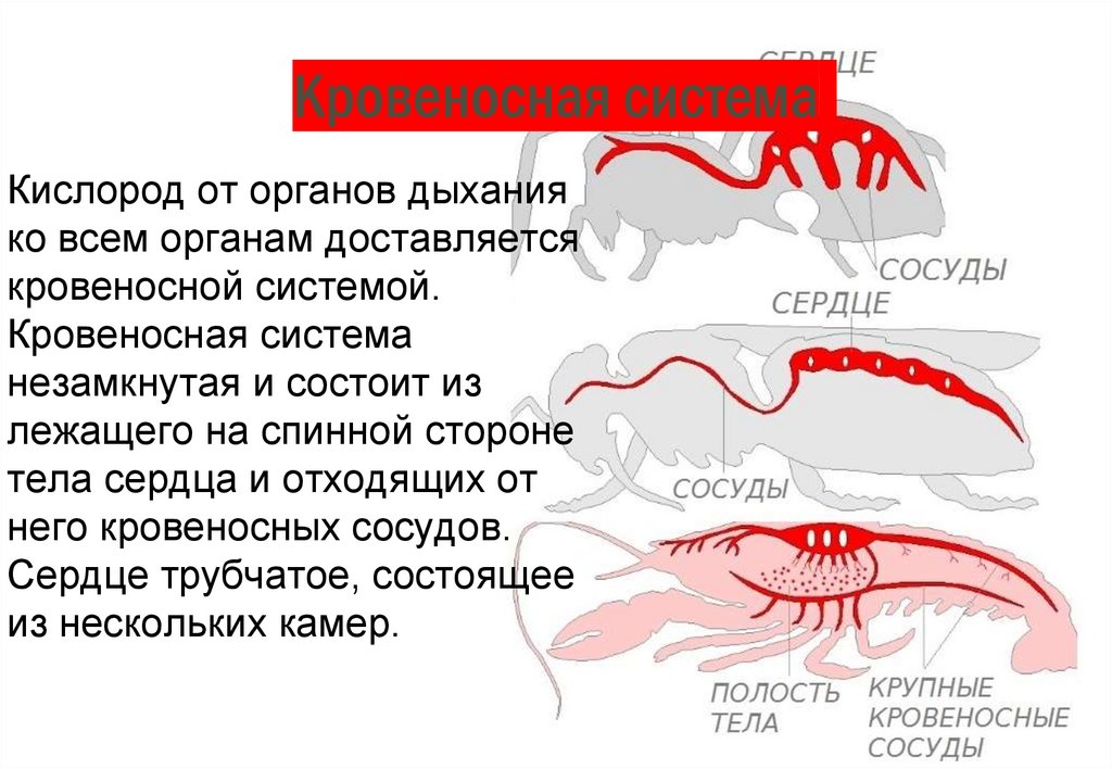 Органы кровеносной системы членистоногих
