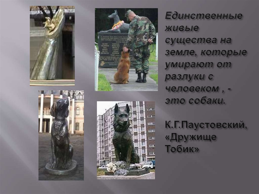 Единственные живые существа на земле, которые умирают от разлуки с человеком , - это собаки. К.Г.Паустовский, «Дружище Тобик»