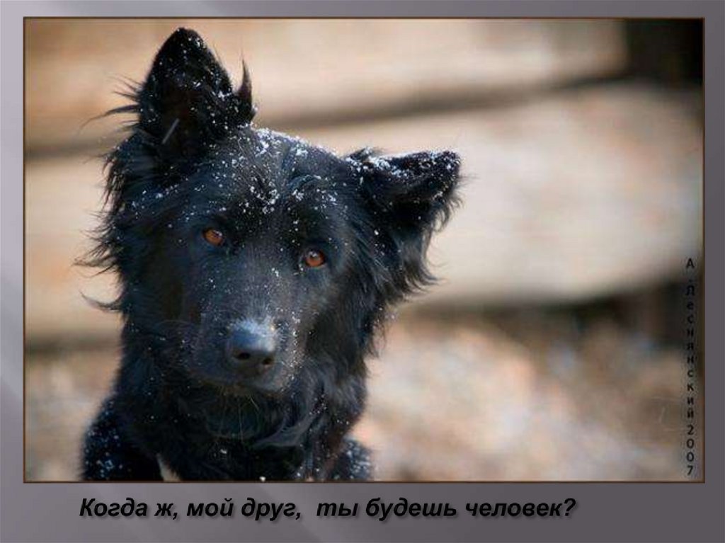 Когда ж, мой друг, ты будешь человек?