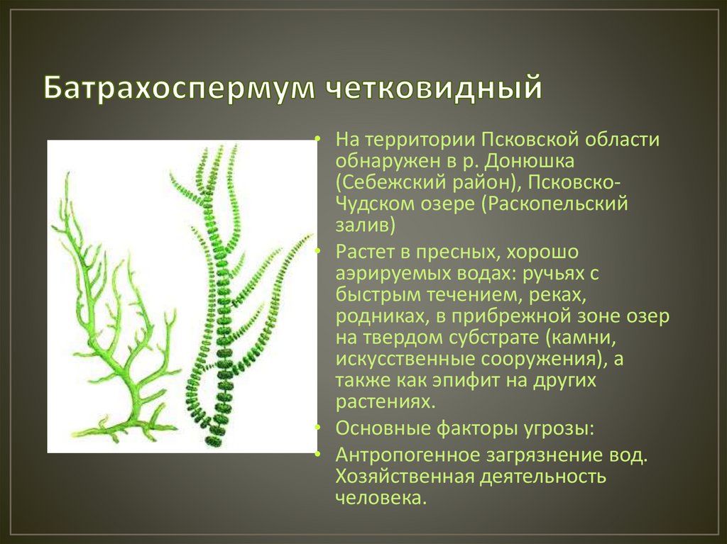 Систематические группы водорослей