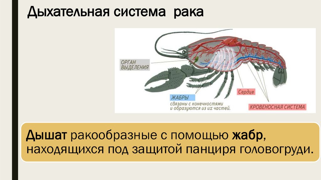 Органами дыхания рака являются