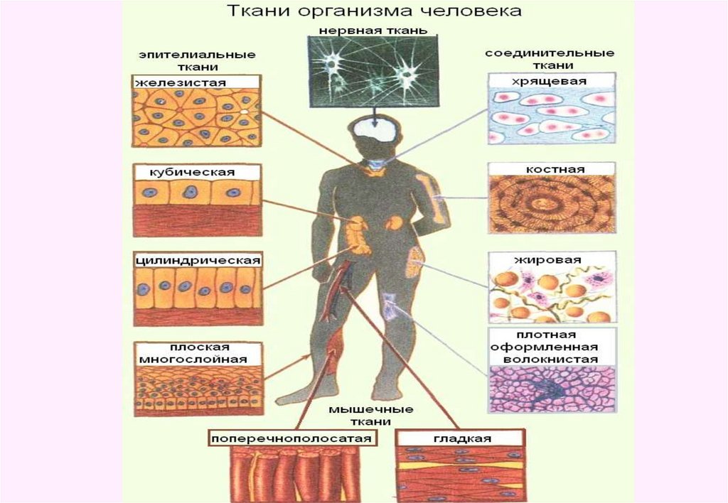 Рассмотрите рисунок с изображением ткани человека и укажите название характеристику и пример