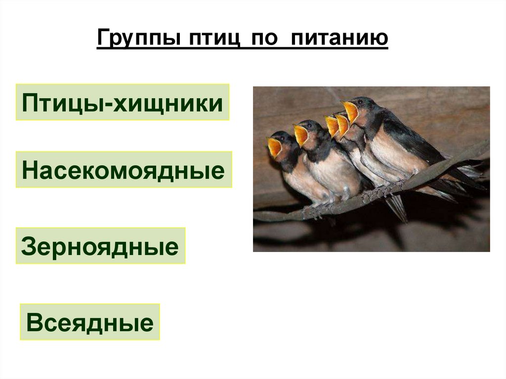 Группы питания птиц. Экологические группы птиц. Группы птиц по питанию. Экологические группы птиц по питанию.
