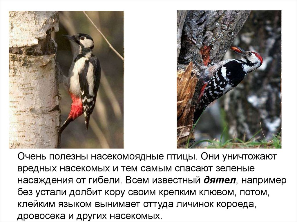 Дятел насекомоядный. Дезинсекция значок. Животное уничтожающее вредных насекомых. Животное уничтожающее вредных насекомых. Вредные насекомые и грызуны.