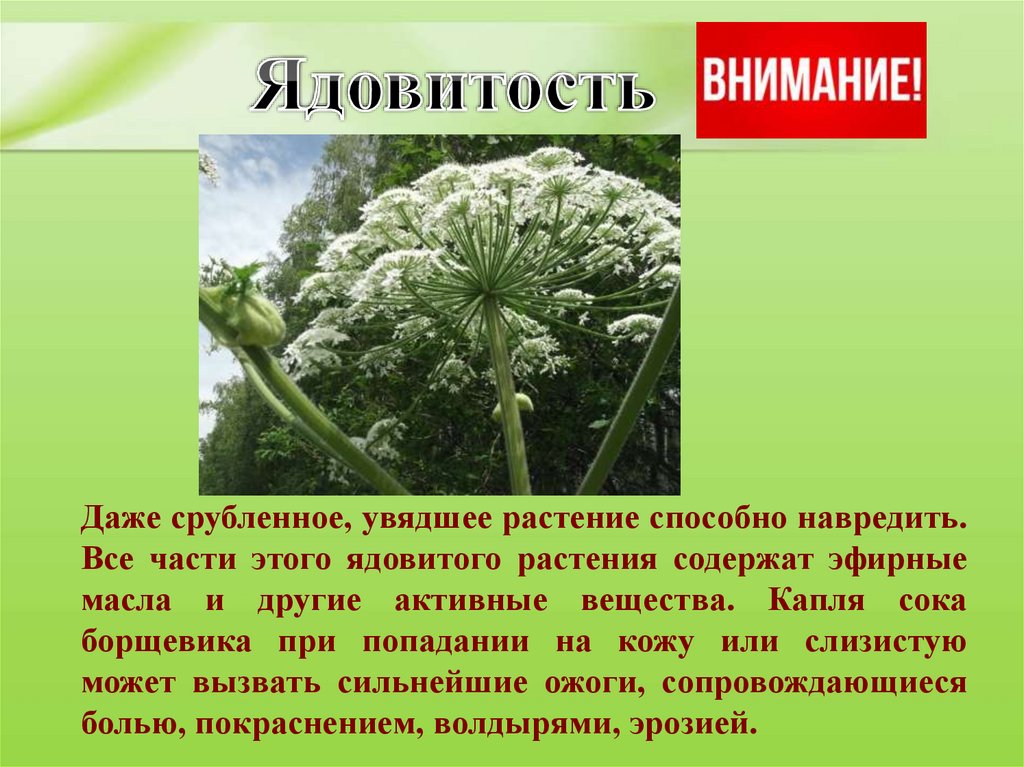 Ядовиты 4 растения. Борщевик Сосновского ядовитое растение описание. Опасные растения для человека борщевик. Сообщение об опасном растении борщевик.