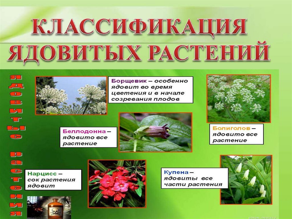 Какие травы ядовиты. Ядовитые растения. Ядовитые растения России. Ядовитые растения ядовитые растения. Ядовитые растения описание.