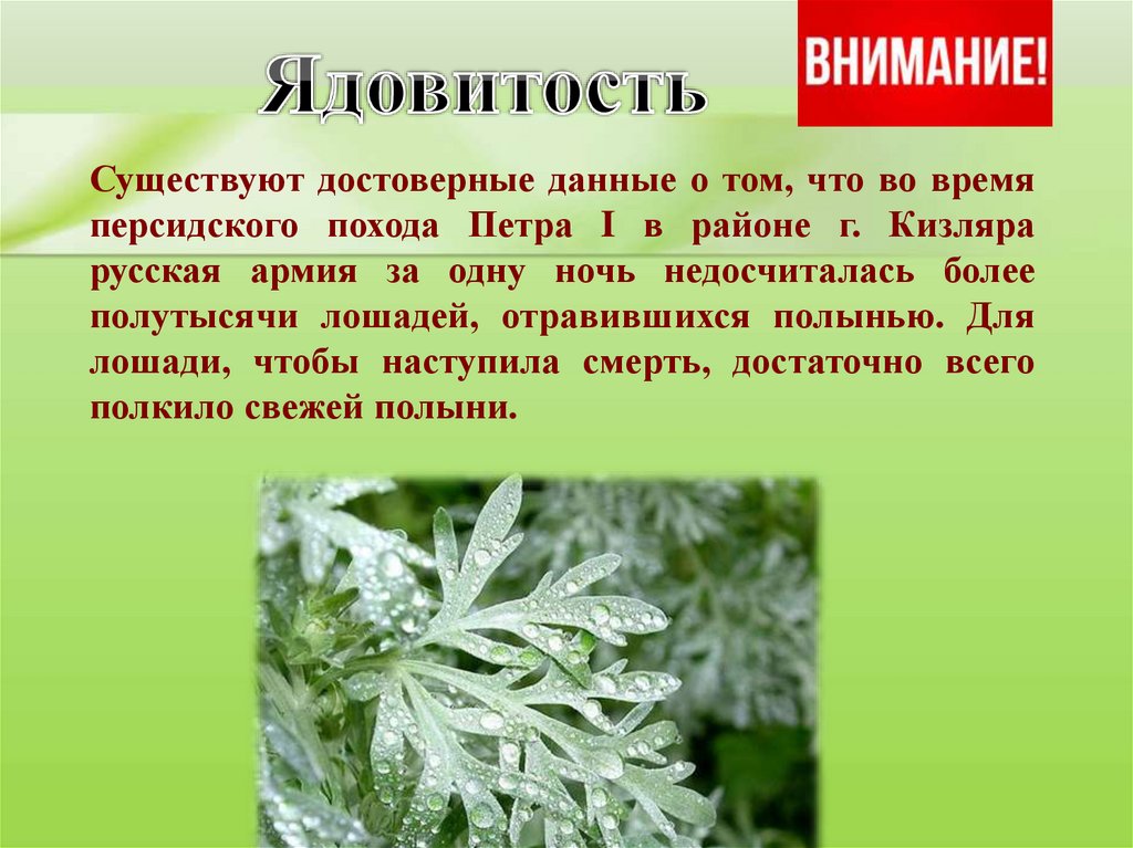 Полынь свойства. Полынь ядовитое растение. Полынь информация о растении. Полынь описание растения. Чем полезна Полынь.