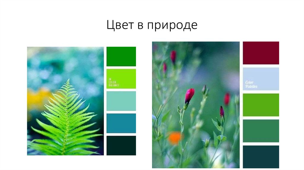 Цвет в природе
