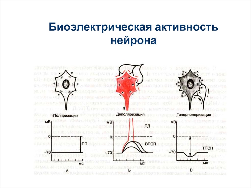 Изменение биоэлектрической активности