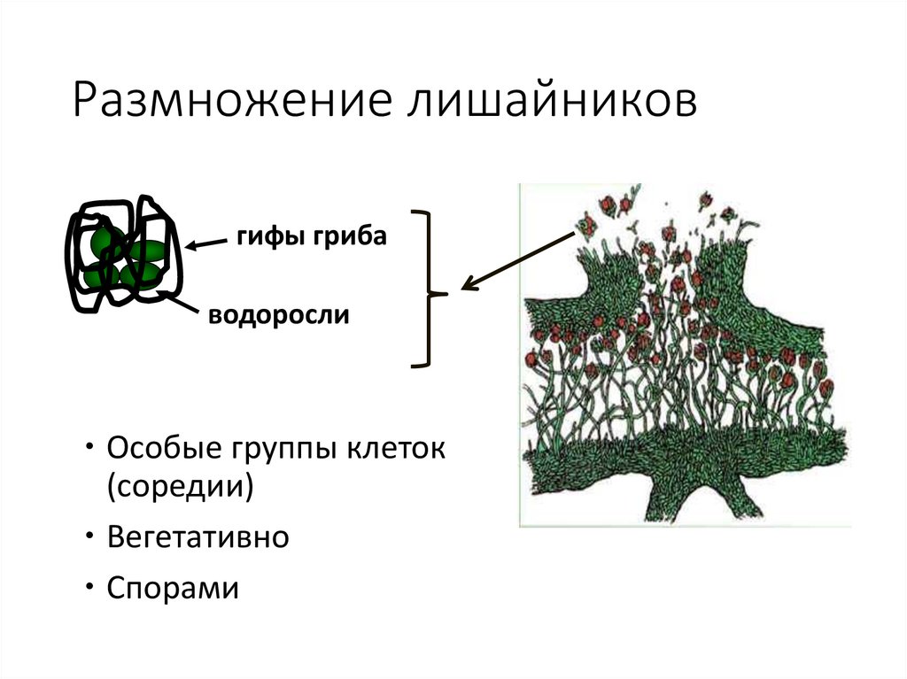 Водоросли и лишайники размножаются