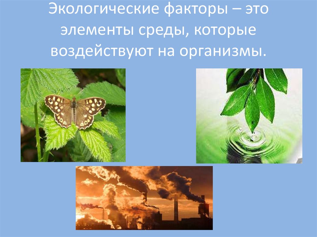 Экология факторы