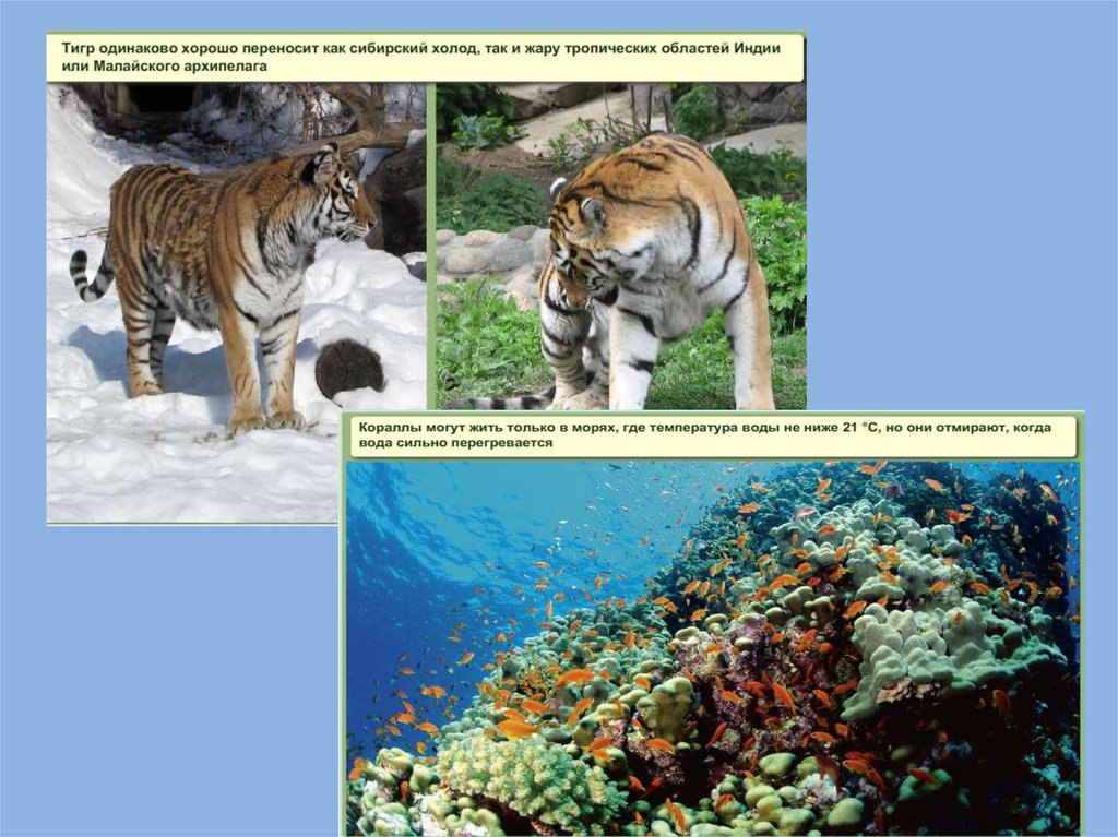 С какими экологическими факторами связан тигр. Где обитает большая часть организмов