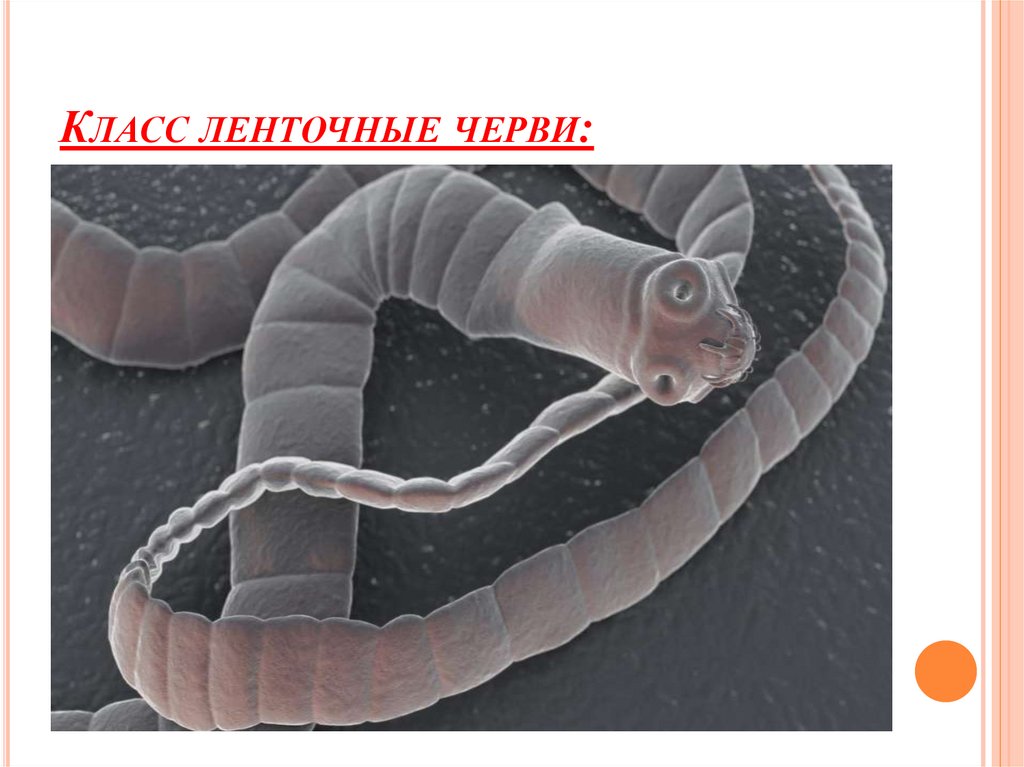 Ленточные черви образ жизни. Класс ленточные черви (Cestoda). Класс червей ленточные черви. Ленточные черви 7 класс биология. Класс паразитические ленточные черви.