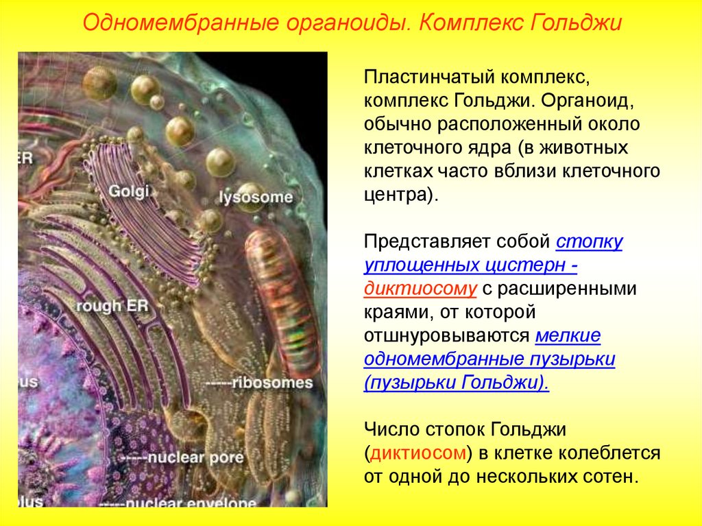 Одномембранные органоиды презентация