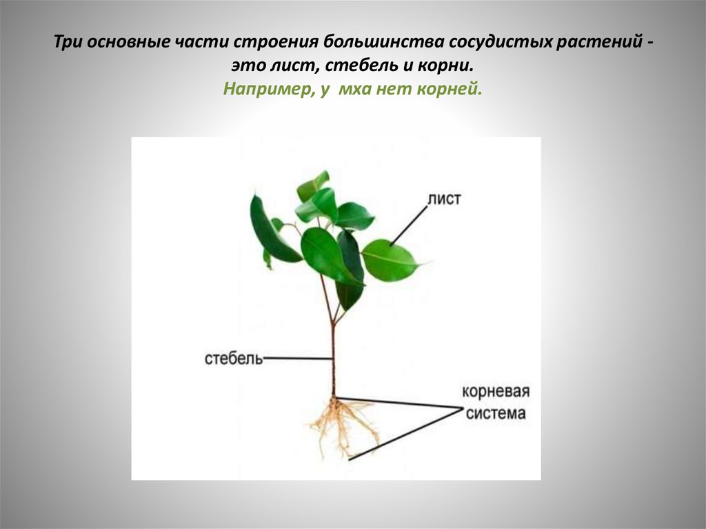 Росли цветы предложения