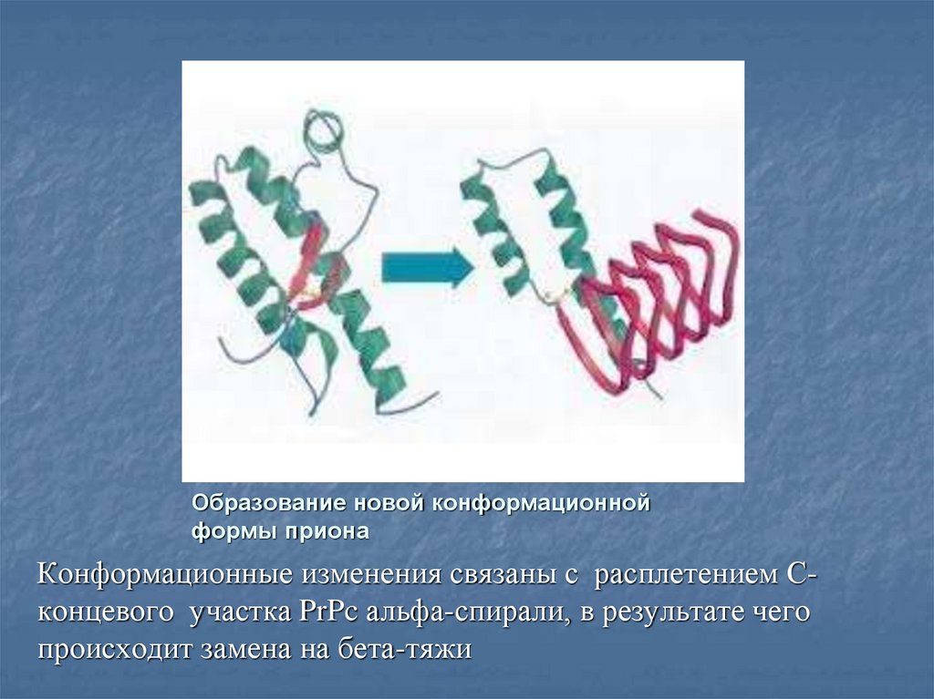 Прионы микробиология презентация