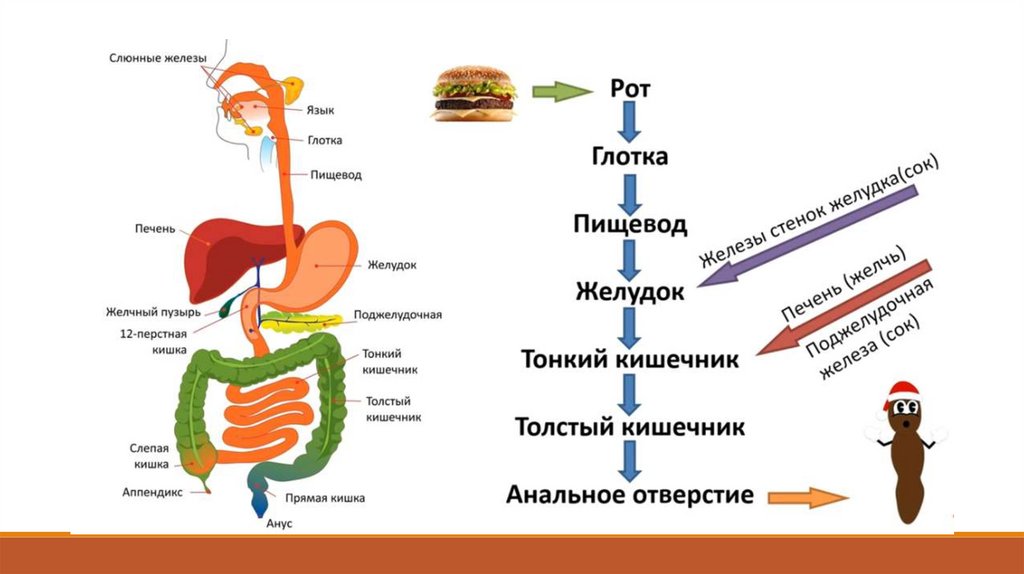 Комфортное пищеварение сибирское