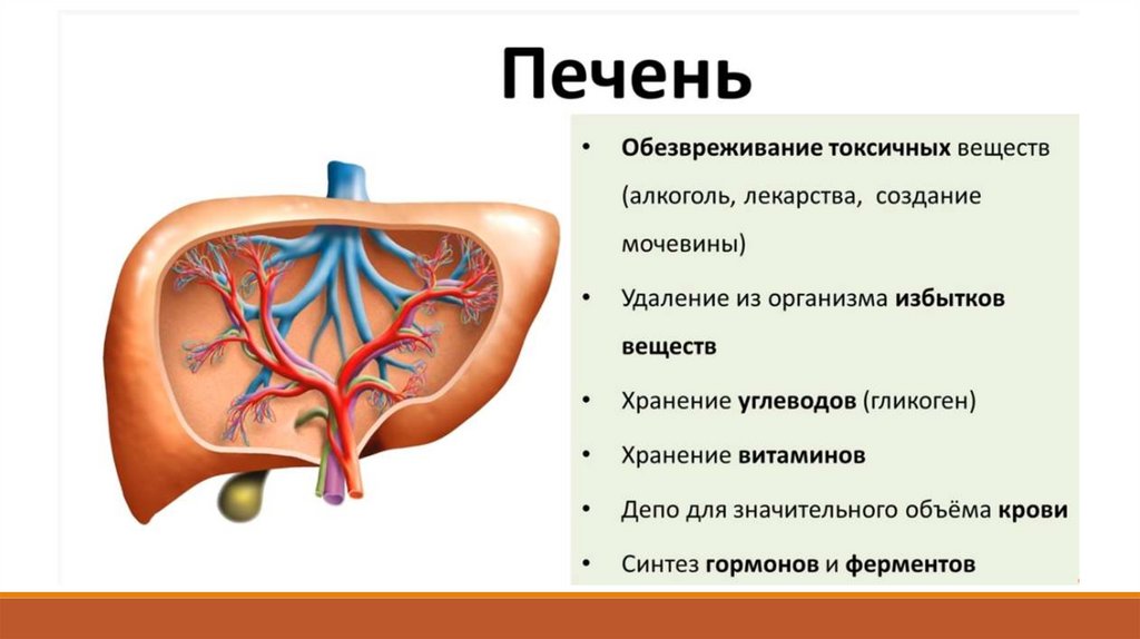 Пищеварительная система человека огэ презентация