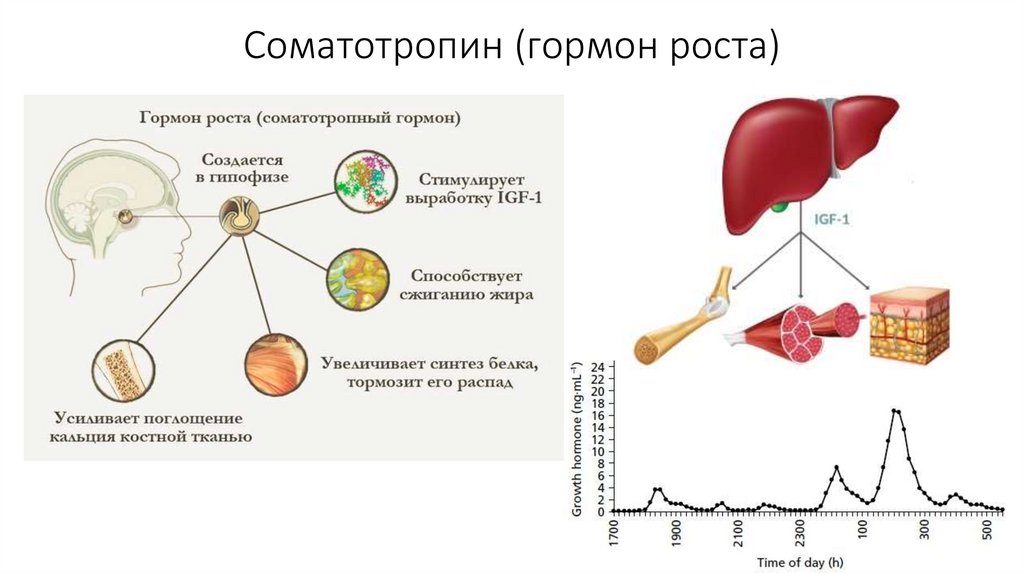 Ген соматотропина. Соматотропин гормон рецепторы. Соматотропин гормон регуляция выработки. Пик выработки гормона роста. Функции соматотропина.