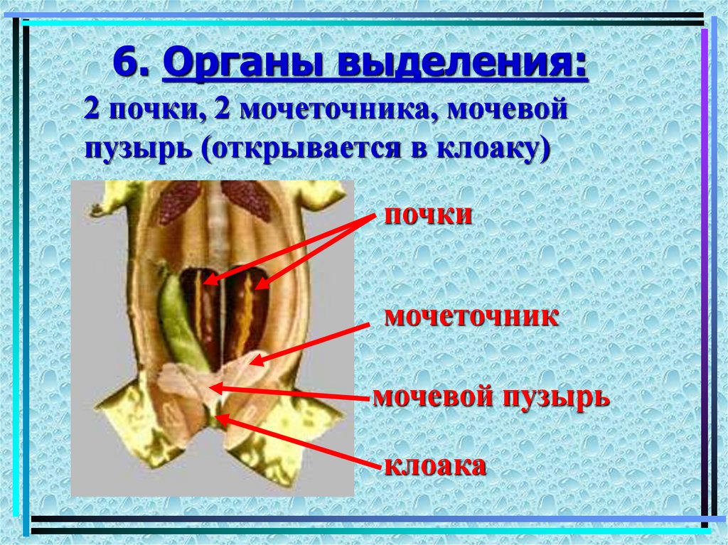 Мочеточник у земноводных. Органы выделительной системы лягушки. Выделительная система земноводных 7 класс биология. Органы выделения земноводных лягушек. Строение почек лягушки.