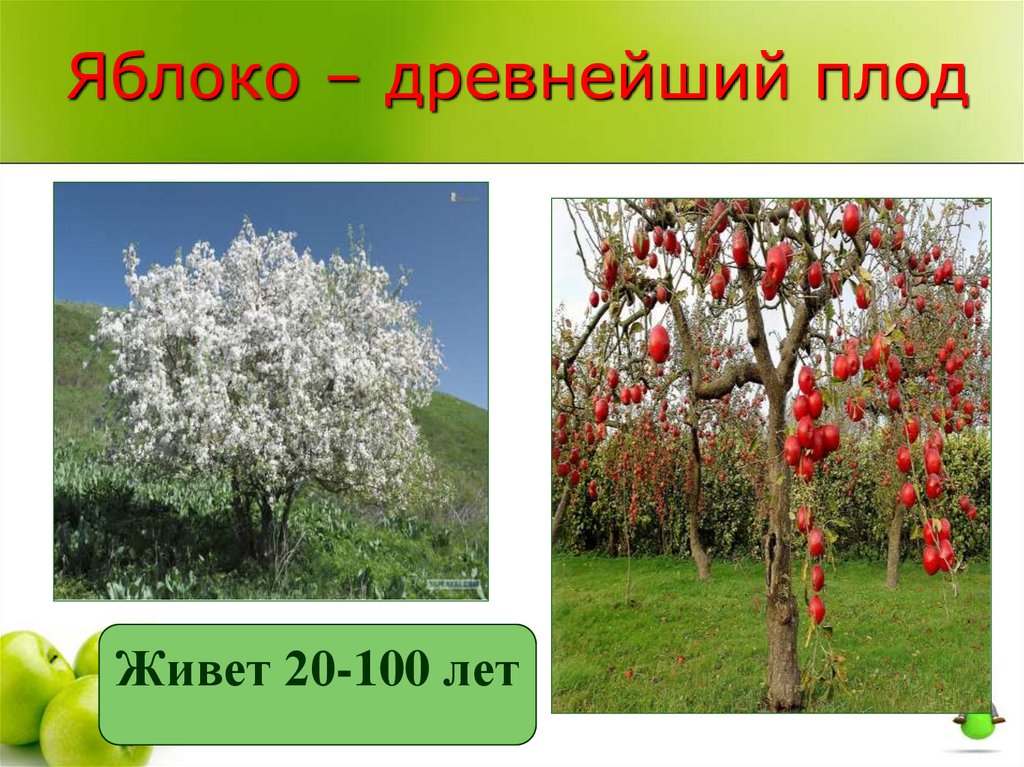 Яблоко – древнейший плод