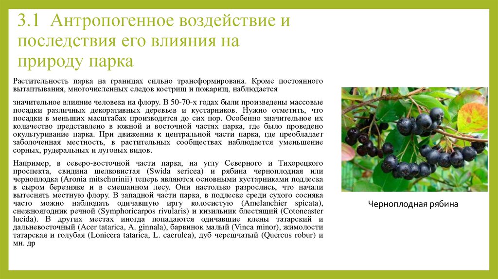 3.1 Антропогенное воздействие и последствия его влияния на природу парка