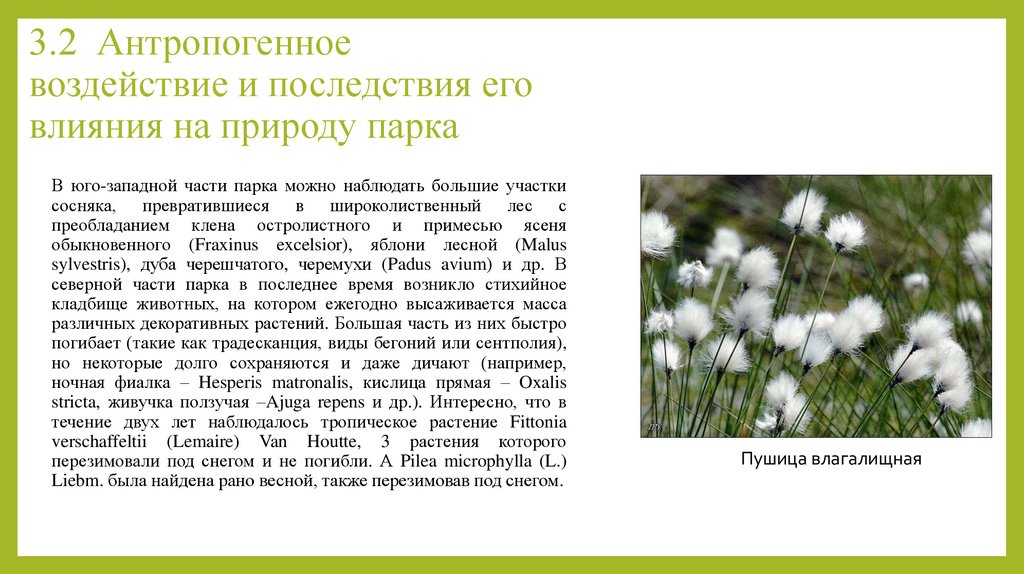 3.2 Антропогенное воздействие и последствия его влияния на природу парка