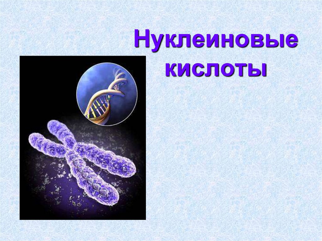 Нуклеиновые кислоты презентация