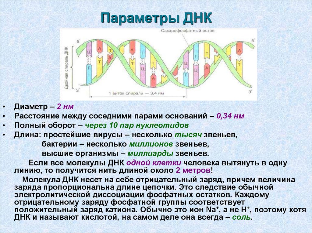 0 34 нм. Параметры ДНК. Параметры молекулы ДНК. Параметры двойной спирали ДНК. Заряд ДНК.