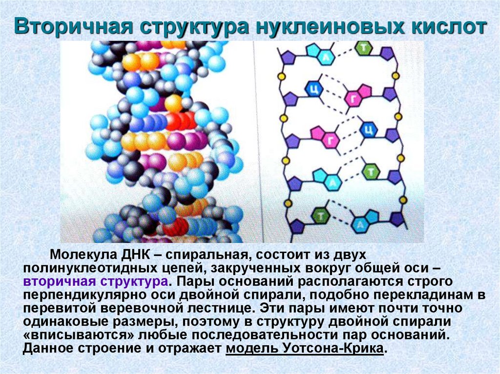 Схема первичной структуры нуклеиновых кислот