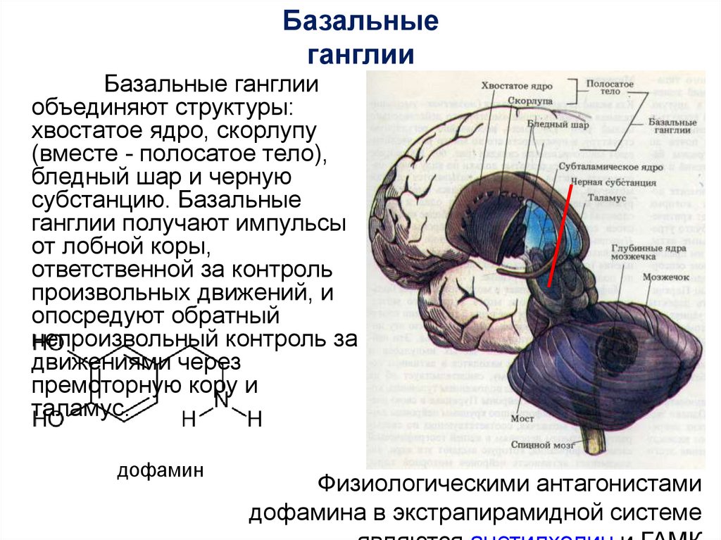 Хвостатое ядро мозга. Строение головного мозга базальные ганглии. Строение и функции базальных ганглиев. Хвостатое ядро анатомия.