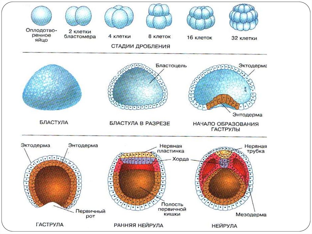 Цикл онтогенез. Этапы онтогенеза схема. Периоды онтогенеза схема. Стадии онтогенеза человека. Эмбриональный период онтогенеза.