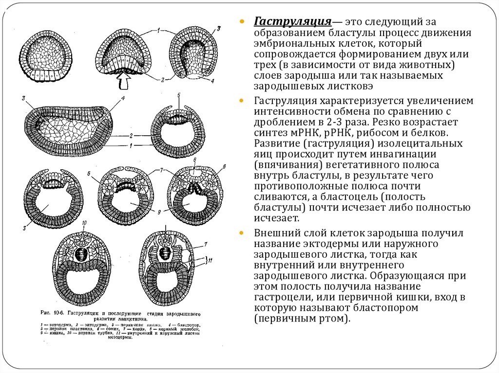 Формирование бластулы