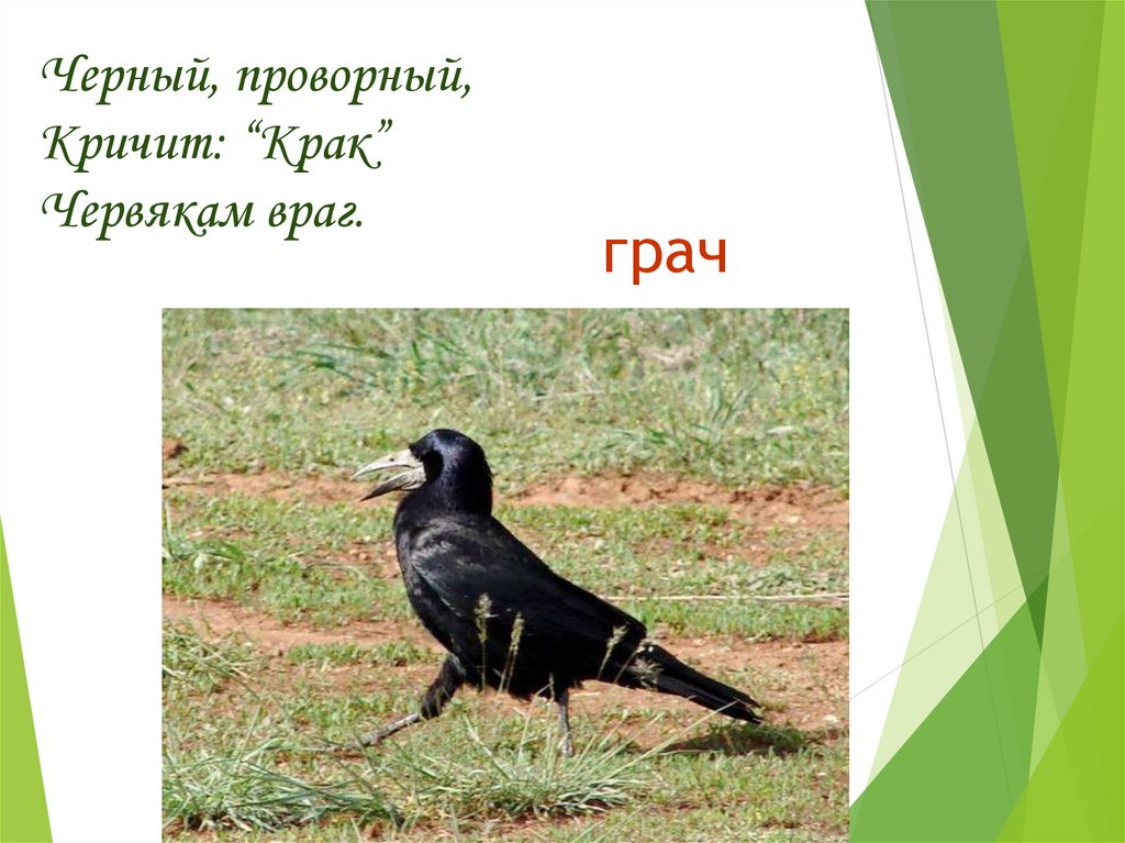 Какие звуки издают вороны. Грач кричит. Враги грачей. Грач зимующая птица.