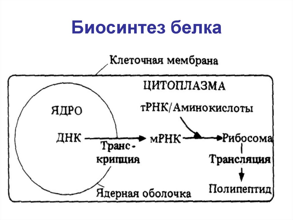 Последовательность этапов биосинтеза. Общая схема биосинтеза белка. Схема главных этапов в процессе белкового синтеза. Рис 23 схема биосинтеза белка. Анаболический путь синтеза белка схема.
