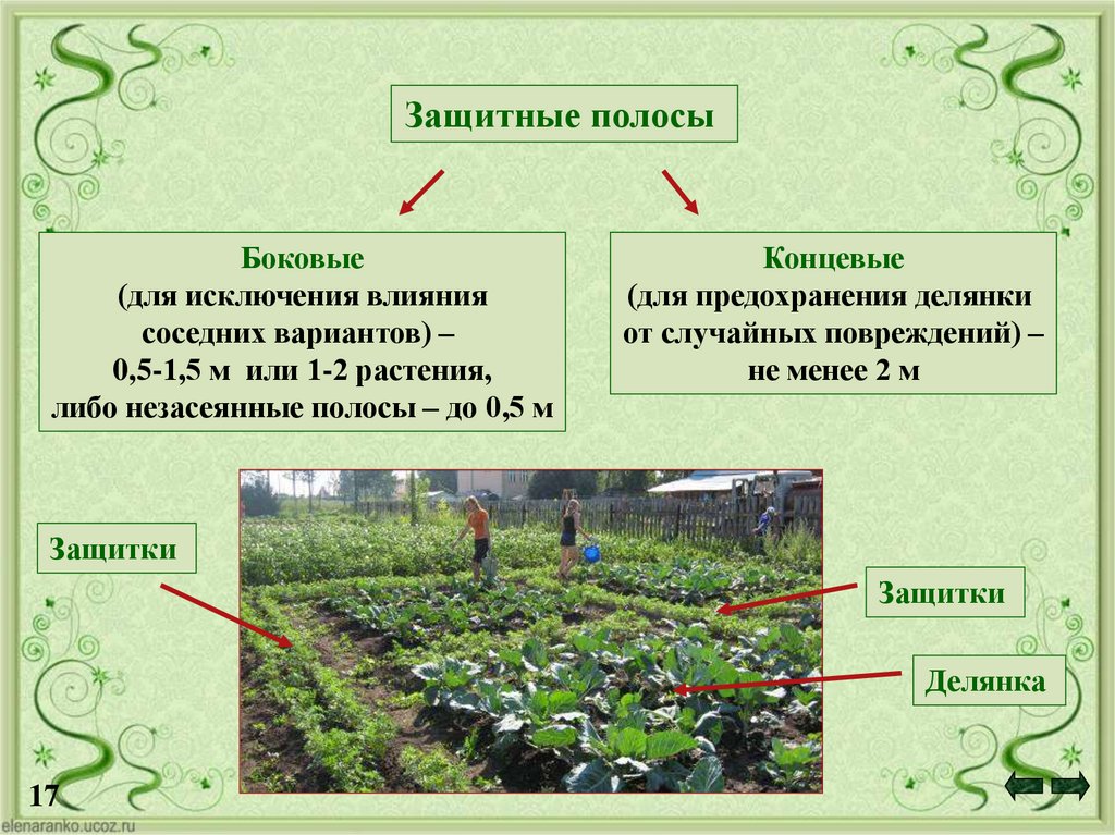 Схема полевого опыта это