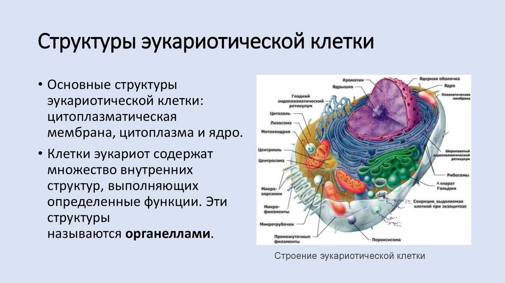 Мембрана эукариотической клетки строение. Структурную функцию в мембранах эукариотической клетки выполняют. 2. Заполните «основные компоненты эукариотической клетки»..